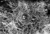 Trädlärka(Lullula arborea) 13 Maj 1917