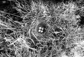 Trädlärka(Lullula arborea) 12 Maj 1917