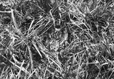 Ruvande Trädlärka(Lullula arborea) 12 Maj 1907
