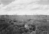 Häckterräng för Gulärla Matailla flava borealis = Nordlig gulärla 20 Juni 1909 (Hjortronen blommar)