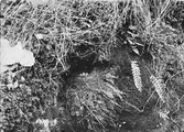 Bo av Gråärla Motacilla Boarula 11 maj 1937