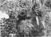 Bo av gråärla/=bergärla Motacilla boarula 11 maj 1937