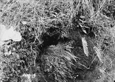 Bo av gråärla/=bergärla Motacilla boarula 11 maj 1937