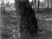 Trädkrypare, Certhia f. familiaris, 30 Maj 1908.