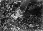 Bo av Trädkrypare, Certhia f. familiaris, i barkbit vid trädets fot. 8 Maj 1908.