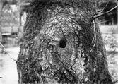 Bohål för Nötväcka, Sitta europea,        3 Maj 1905