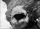 Bohål för Nötväcka, Sitta europea,       12 Maj 1911