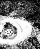 Bo av Blåmes, Parus Caeruleus 28 Maj 19.. hur har denna bild kunnat bli så barbariskt misshandlad???