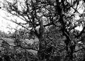 Biotop för Blåmes, Parus Caeruleus 28 Maj 1909