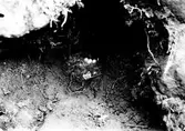 Bo av Svartmes, Parus ater 16 Maj 1908. Boet i en jordbrink