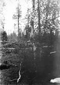 Boplats för Lappmes, Parus lapponicus,  18 Juni 1907. Mellan Gäillivare och Aborrträsk