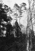 Bo av Stjertmes (Orites caudatus) 6 Maj 1916  (Boet i enbusken mitt i bilden)