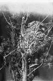 Bo av Stjertmes (Orites caudatus) 6 Maj 1916
