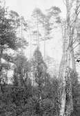 Bo av Stjertmes (Orites caudatus) 1916 (boet i enbusken mitt i bilden)