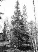 Boplats för sidensvans. Ampelis garrulus