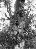 Boplats för Muscicapa collaris, halsbandsflugsnappare, i trädhål mitt i bilden, 8 juni 1918.