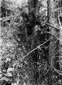 Bo av gransångare  i en buske på en glänta .        (Phylloscopus abitinus )  juni 1915