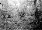 Boplats  för lövsångare  (Phylloscopus trochilus )   05  juni 1912