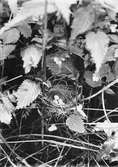 Bo av kärrsångare, acrocephalus palustris. 28/6 1934