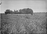 Biotop  för kärrsångare, acrocephalus palustris. 12 juni 1937