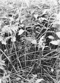 Bo av kärrsångare, acrocephalus palustris. 27 juni 1934