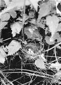 Bo av kärrsångare, acrocephalus palustris. 28/6 1934