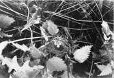 Bo av kärrsångare, acrocephalus palustris. 25 juni 1934
