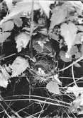 Bo av kärrsångare, acrocephalus palustris. 27 juni 1934