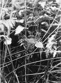 Bo av kärrsångare, acrocephalus palustris. 25/6 1934