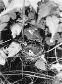Bo av kärrsångare, acrocephalus palustris. 27/6 1934