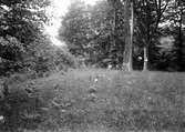 Luculus canorus(?)Trädgårdssångare, Sylvia Hortensis Fotograferat juli 1911, boet i bokbuske