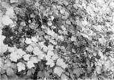 Bo av trädgårdssångare, Sylvia Hortensis, 5 juni 1905. Några småkvistar borttagna för klargörande af boet.