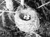 Bo av björktrast, Turdus pilaris, Ornäs, Dalarna maj 1913