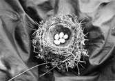 Boplats för sångtrast, Turdus musicus, 28 maj 1909