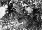 Boplats för sångtrast, Turdus musicus, 13 maj 1905