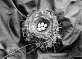 Boplats för sångtrast, Turdus musicus