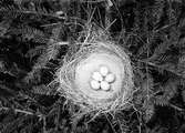 Boplats för sångtrast, Turdus musicus, 24 maj 1913