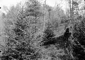 Boplats för sångtrast, Turdus musicus, 28 maj 1909