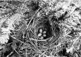 Boplats för rödvingetrast, Turdus iliacus, 20 juni 1912