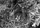 Boplats för rödvingetrast, Turdus iliacus, 20 juni 1912