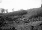 Biotop för koltrast, turdus merula, 2 maj 1911