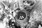 Boplats för koltrast, turdus merula, 29 juni 1905