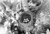 Boplats för koltrast, turdus merula, maj 1906