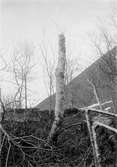 Rödstjärt, Luscinia phoenicurus. Någonstans i stammen , mitt i bilden. 15 juni 1904