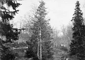 Rödstjärt, Luscinia phoenicurus. Någonstans i stammen , mitt i bilden. 16 juni 1907