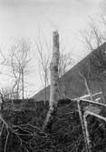 Boplats för Rödstjärt, Luscinia phoenicurus. Juni 1904