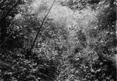 Bo av rödhake (Lucinia philomela). (Grop i skogen) 25 maj 1906.