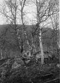 Boplats för järnsparv, Accentor modularis. Kvikkjockfjällen, juni 1904.