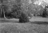 Boplats för gärdsmyg (Troglodytes europaeus), boet i enbusken. 7 juni 1980