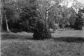 Boplats för gärdsmyg (Troglodytes europaeus) i enbusken. Juni 1908